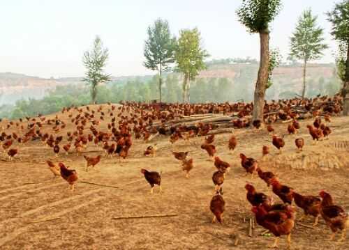 2016養雞風險分析