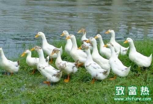 2016養(yǎng)鴨賺錢(qián)嗎?