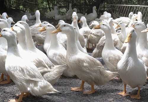 2016養(yǎng)鴨前景及市場(chǎng)價(jià)格行情分析