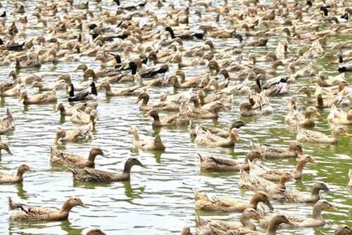 我國(guó)的養(yǎng)鴨產(chǎn)業(yè)開(kāi)始進(jìn)入市場(chǎng)競(jìng)爭(zhēng)階段