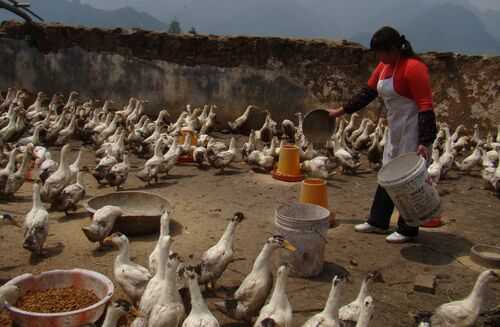 2016養(yǎng)鴨業(yè)發(fā)展趨勢(shì)