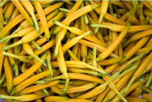 日常生活中的“有毒”蔬菜有那些？_新鮮黃花菜