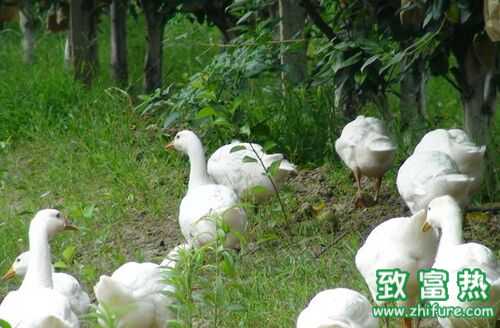 2016養鵝賺錢嗎?