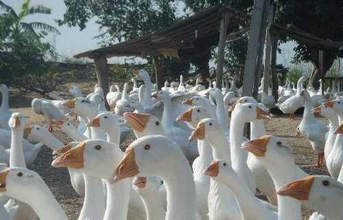 2016養鵝前景及市場價格行情分析