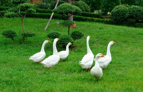 2016養鵝市場風險