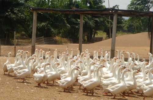 2016養鵝效益分析