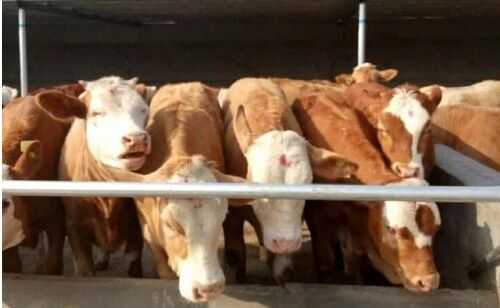 2016肉牛養(yǎng)殖前景及市場價格行情分析