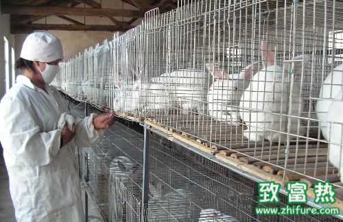 2016養兔子賺錢嗎?2016兔子養殖前景及市場價格行情分析
