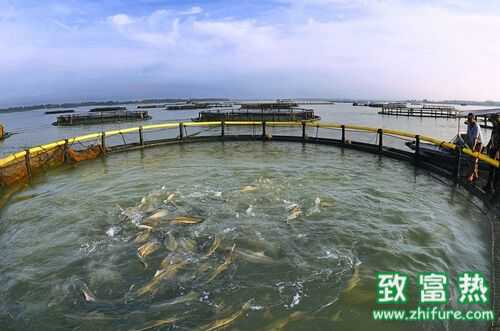 2016養(yǎng)魚賺錢嗎?