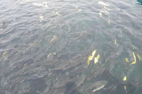 2016養(yǎng)魚前景及市場價格行情分析