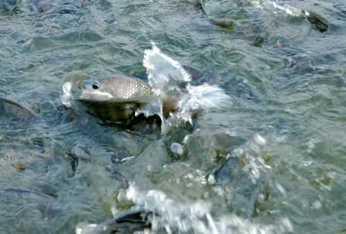 2016養(yǎng)魚賺錢嗎?2016養(yǎng)魚前景及市場價格行情分析