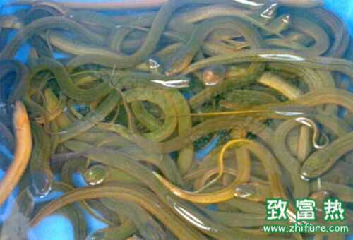 2016養(yǎng)黃鱔賺錢嗎？2016黃鱔養(yǎng)殖前景及市場價格行情分析