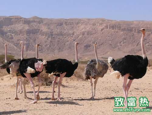 2016養(yǎng)鴕鳥賺錢嗎?2016鴕鳥養(yǎng)殖前景及市場(chǎng)價(jià)格行情分析