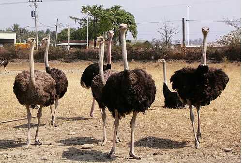 2016養(yǎng)鴕鳥賺錢嗎?
