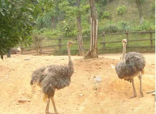 養(yǎng)殖鴕鳥