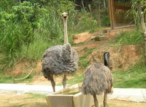 2016鴕鳥養(yǎng)殖前景及市場(chǎng)價(jià)格行情分析