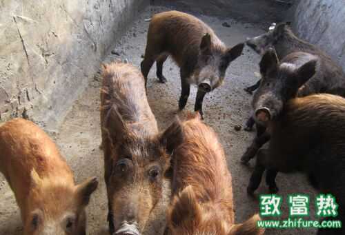 2016年特種養(yǎng)殖業(yè)發(fā)展前景分析