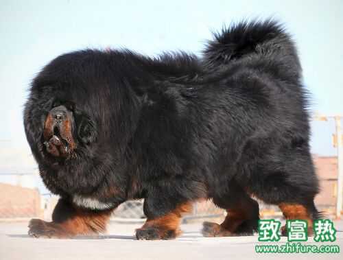 2016養藏獒賺錢嗎？2016藏獒養殖前景及市場價格行情分析