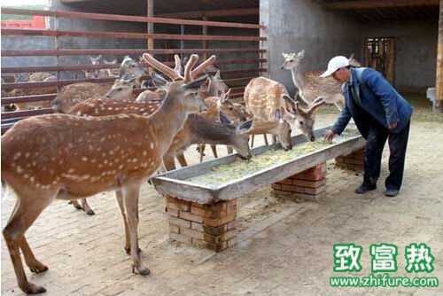 2016養鹿賺錢嗎?2016養鹿前景及市場價格行情