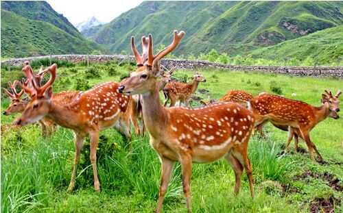 2016養鹿賺錢嗎?
