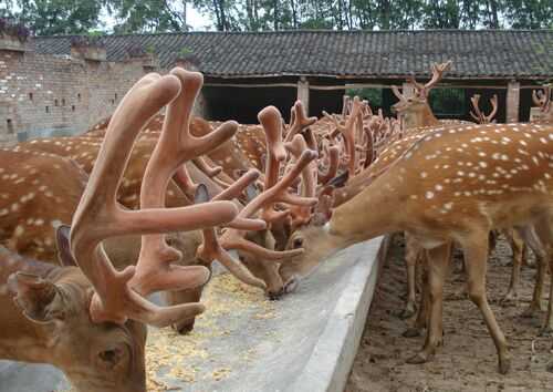 2016養鹿前景及市場價格行情