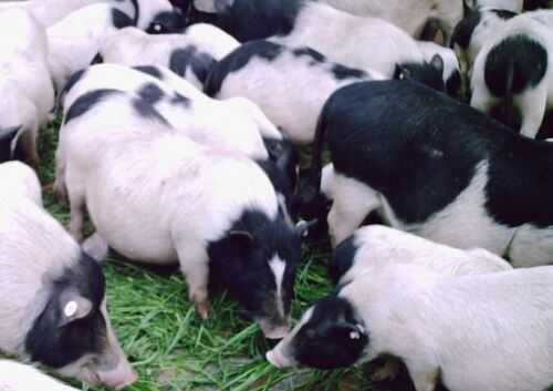 2016養香豬賺錢嗎?