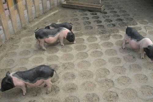 2016香豬養殖前景及市場價格行情分析