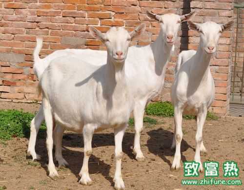 2016養山羊賺錢嗎？2016山羊養殖前景及市場價格行情分析