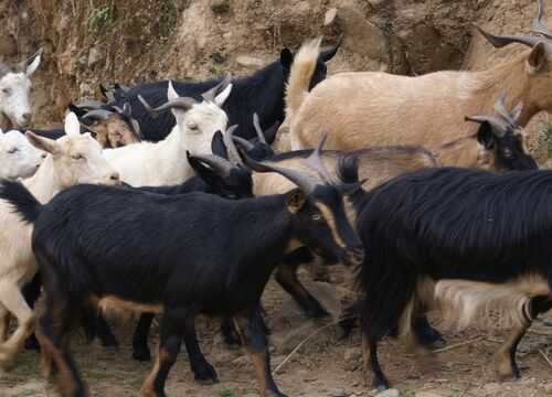 2016養山羊賺錢嗎？