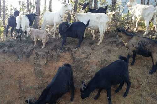 2016山羊養殖前景及市場價格行情分析