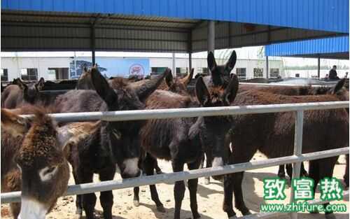2016養肉驢賺錢嗎?2016肉驢養殖前景及市場價格行情分析