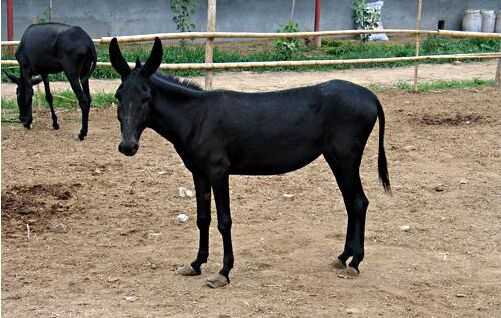 2016養(yǎng)肉驢賺錢嗎？