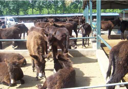 2016肉驢養(yǎng)殖前景及市場(chǎng)價(jià)格行情分析