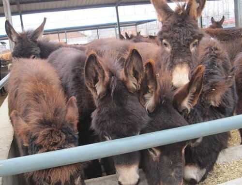 2016養(yǎng)肉驢