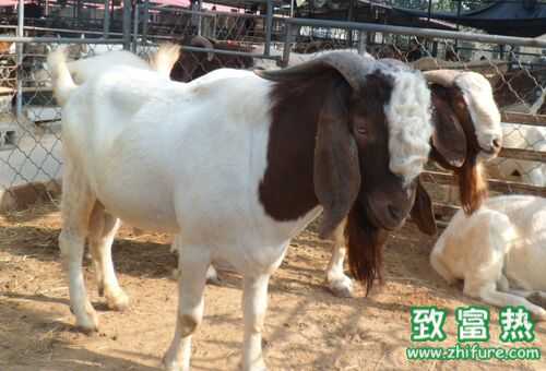 2016養(yǎng)波爾山羊賺錢嗎?2016波爾山羊養(yǎng)殖前景及市場價格行情分析