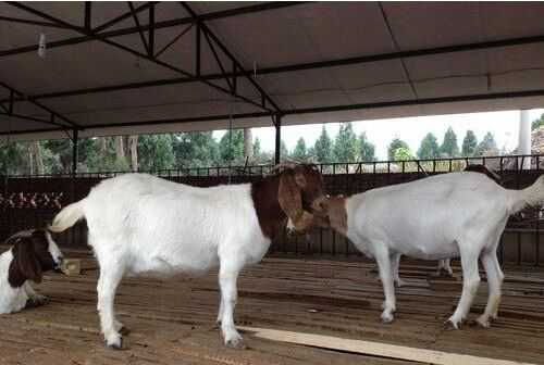 2016養(yǎng)波爾山羊賺錢嗎?