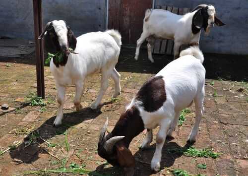 2016波爾山羊養(yǎng)殖前景及市場(chǎng)價(jià)格行情分析
