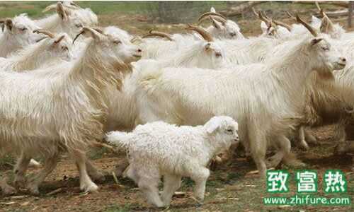 2016養(yǎng)肉羊賺錢嗎？2016肉羊養(yǎng)殖前景及市場價格行情分析