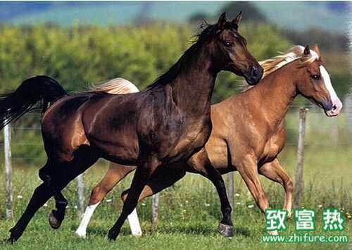 2016養(yǎng)馬賺錢嗎?