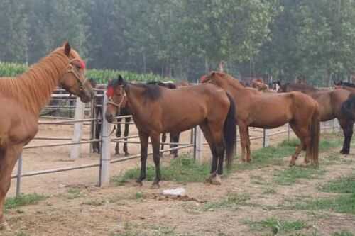 2016養(yǎng)馬前景及市場價格行情分析