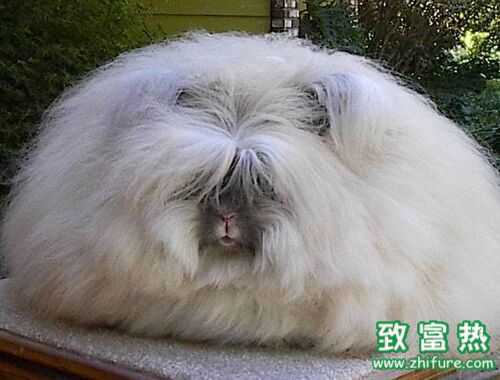 2016養長毛兔賺錢嗎？2016長毛兔養殖前景及市場價格行情分析