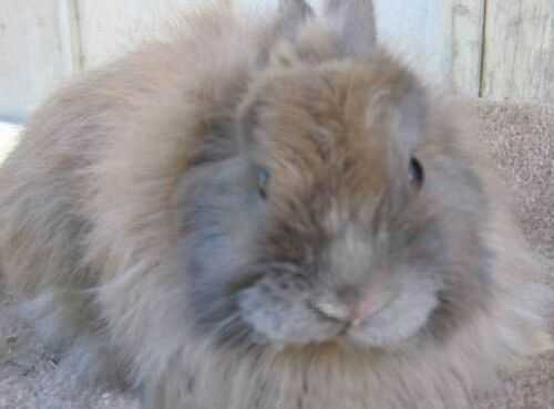 2016養長毛兔賺錢嗎?