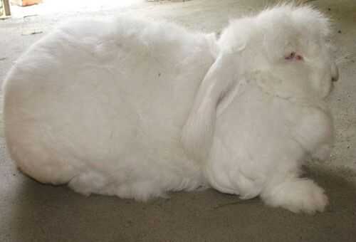 2016長毛兔養殖前景及市場價格行情分析