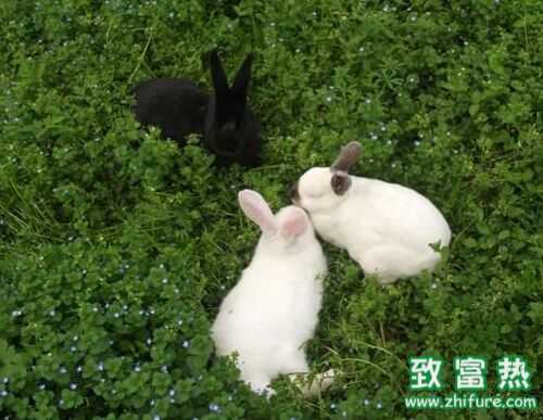 2016養獺兔賺錢嗎？2016獺兔養殖前景及市場價格行情分析