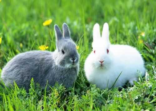 2016獺兔養殖前景及市場價格行情分析