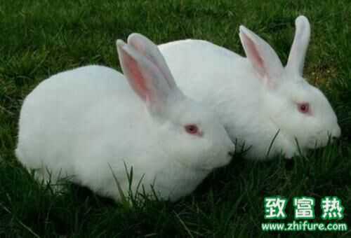 2016養(yǎng)肉兔賺錢嗎？2016肉兔養(yǎng)殖前景及市場價(jià)格行情分析