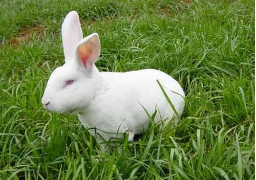 2016養肉兔賺錢嗎？