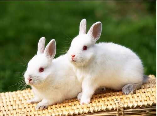 2016肉兔養殖前景及市場價格行情分析