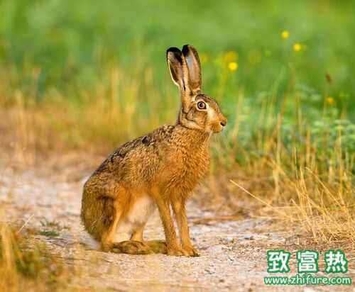 2016養(yǎng)野兔賺錢嗎？2016野兔養(yǎng)殖前景及市場價格行情分析