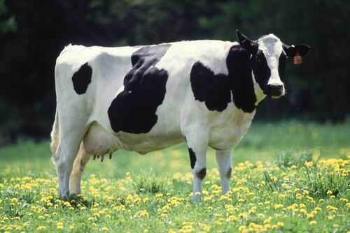 2016養奶牛賺錢嗎?
